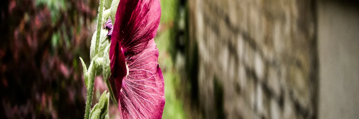 Image Pose abri de piscine Éragny