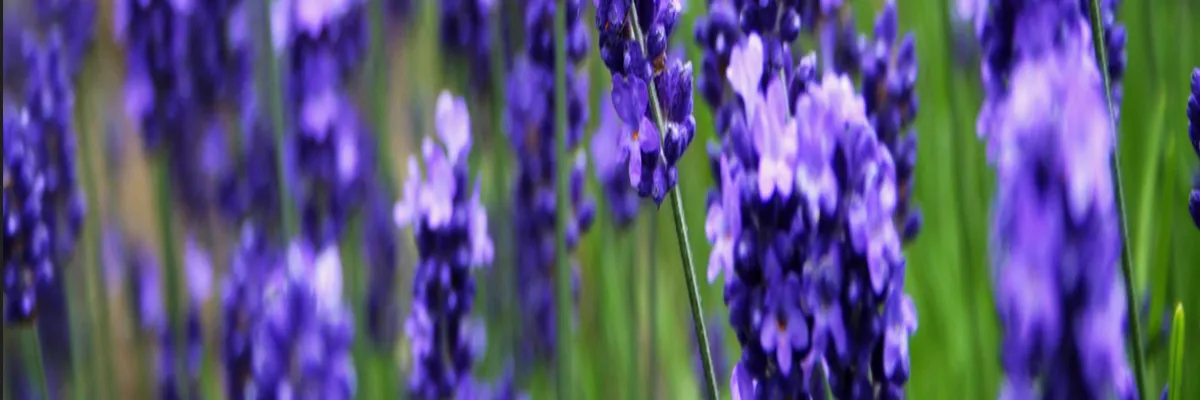 Image Pose abri de piscine Grasse