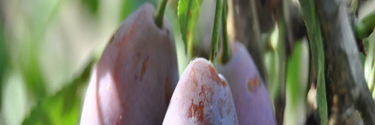 Image Pose abri de piscine Lot-et-Garonne
