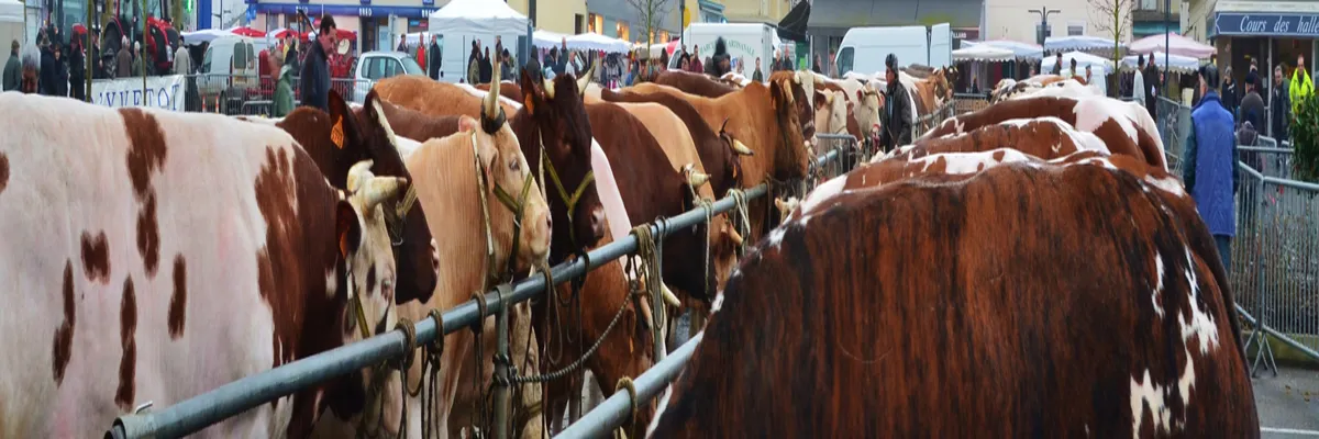 Image Pose abri de piscine Yvetot